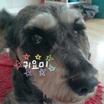이강아지<b>종류</b>가뭐에요??