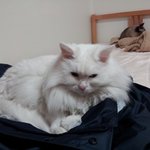 (냥판)<b>이사</b>하던 날
