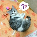 [냥판] 매로네 캣폴(캣기둥)이 왔어요~!