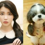 동물 혹은 <b>사물</b>과 닮은 아이돌