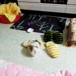 (개판) 완전 애기 포메+시<b>츄</b> 믹스견 찡코