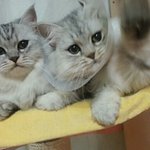 귀요미 페르시안 형제6