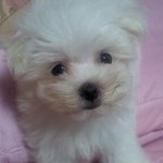 우리집 이삐 말티티티