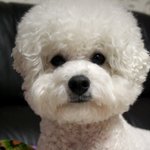 강아지 <b>솜</b>이입니다 ^^