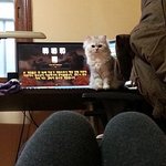 [3탄] 시크한 도도 고양이 빼빼로 키우기.