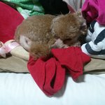 (+)추가 유기견이였던 우리기루!