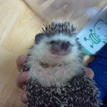 개도치들~.~