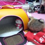 <<뽀메판>>우<b>쭈쭈</b> 내새끼 앙칼진 김뽀야님