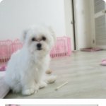 사진多) 미모 되 찾은 달콩양 !!ㅋㅋㅋ 귀여워 귀여워 귀여워서...