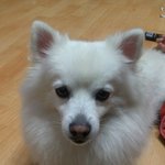 자랑하고 싶어서용.. 우리집 스피치 "희망이"