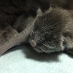 <b>러블</b> 상추냥판) 꼬물이들 태어낫어요ㅎ