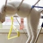 특이한 <b>자세</b>로 잠을 자는 고양이들