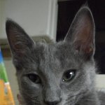 <b>러블</b>냥이* 시스타 보라 닮은 <b>러블</b>아가 보고가세요^~^