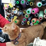 [보호중] 동작구쪽에서 고양이 잃어버리신분~갈색날씬이 입니다.