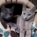 <b>러블</b>냥이* 얼짱 남매 보러오세요