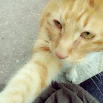유기고양이에게 주인을 찾아주었습니다~