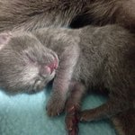 <b>러블</b> 상추냥판) 꼬물이의 허공 꾹꾹이ㅋㅋㅋ