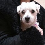 <b>유기</b>견 키워주실분있나요?..급해요!