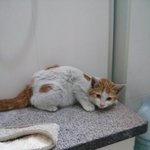 [용인수지] 안락사 위기의 길냥이들을 도와주세요..