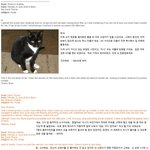 디자이너에게 고양이 <b>실종</b> 포스터를 맡기면 안되는 이유.jpg