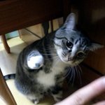 (냥판)우리집 미남이의 <b>역변</b> 2탄!!