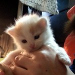 [노르웨이숲] 우리집 애교담당 개냥이 뽈