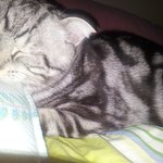 이름..애기   <b>별명</b>..애기돼지