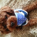 우리달구를 살립시다ㅠㅠ