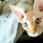 (냥판) 스핑크스 냥이들!