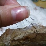 <b>쥐포</b>절대로먹지마세요 그물이랑 이쑤시개나옴