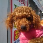 경상북도 <b>포항</b>입니다 . 애프리푸들 주인을 찾아요