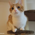 유봉아 <b>곶감</b> 좋아해??(유봉이네판)