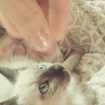 [추가]@@걸어다니는화보! 초<b>미묘</b>샴고양이 사진 대방출 ~ @@