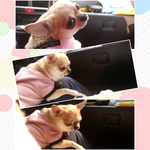 따뜻하니 졸립징?(<b>토리</b>공주1탄)