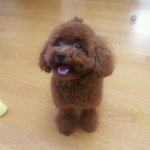 [<b>토이</b>푸들]귀염둥이 꾸꾸