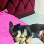 사진有 가을에태어난검정강아지깜<b>츄</b>><뿌잉 사진有