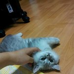 귀요미 페르시안 형제8