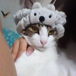 우리 <b>뚱보</b>고양이~