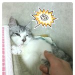 [냥판] 매로네 캣타워+캣기둥 설치하다