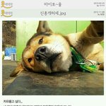 개<b>허세</b>.jpg