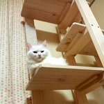 [냥판] <b>대두</b>김용배의 복수혈전