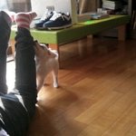 우리집 <b>봉봉</b>이를 소개합니다~3