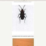 @@@@바퀴벌레와의 동거@@@@