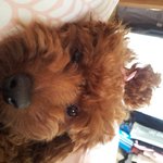 우리쪼꼬가이상해요!!ㅠㅠ
