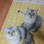 귀요미 페르시안 형제9