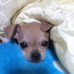 <b>찡찡이</b>와의  첫만남