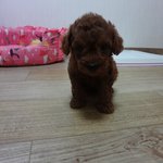 (사진有) 내 이름은 메이, 개죠. (깨물고 싶은 주의有)