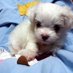 우리집 막내 귀염둥이 <b>봉봉</b>이 인사드립니당^^