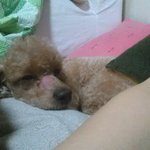 유기<b>견이</b>였던 기루!