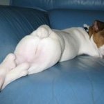 궁디 팡팡! 뒷<b>태</b> 종결자 모음
